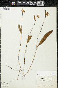 Pogonia ophioglossoides image