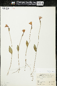 Pogonia ophioglossoides image