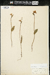 Pogonia ophioglossoides image