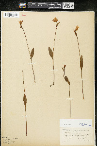 Pogonia ophioglossoides image