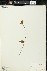 Pogonia ophioglossoides image