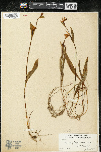 Pogonia ophioglossoides image