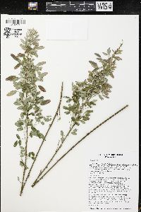 Lespedeza violacea image