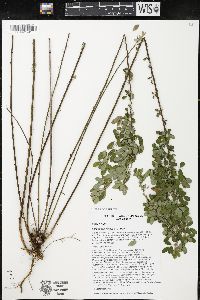 Lespedeza violacea image