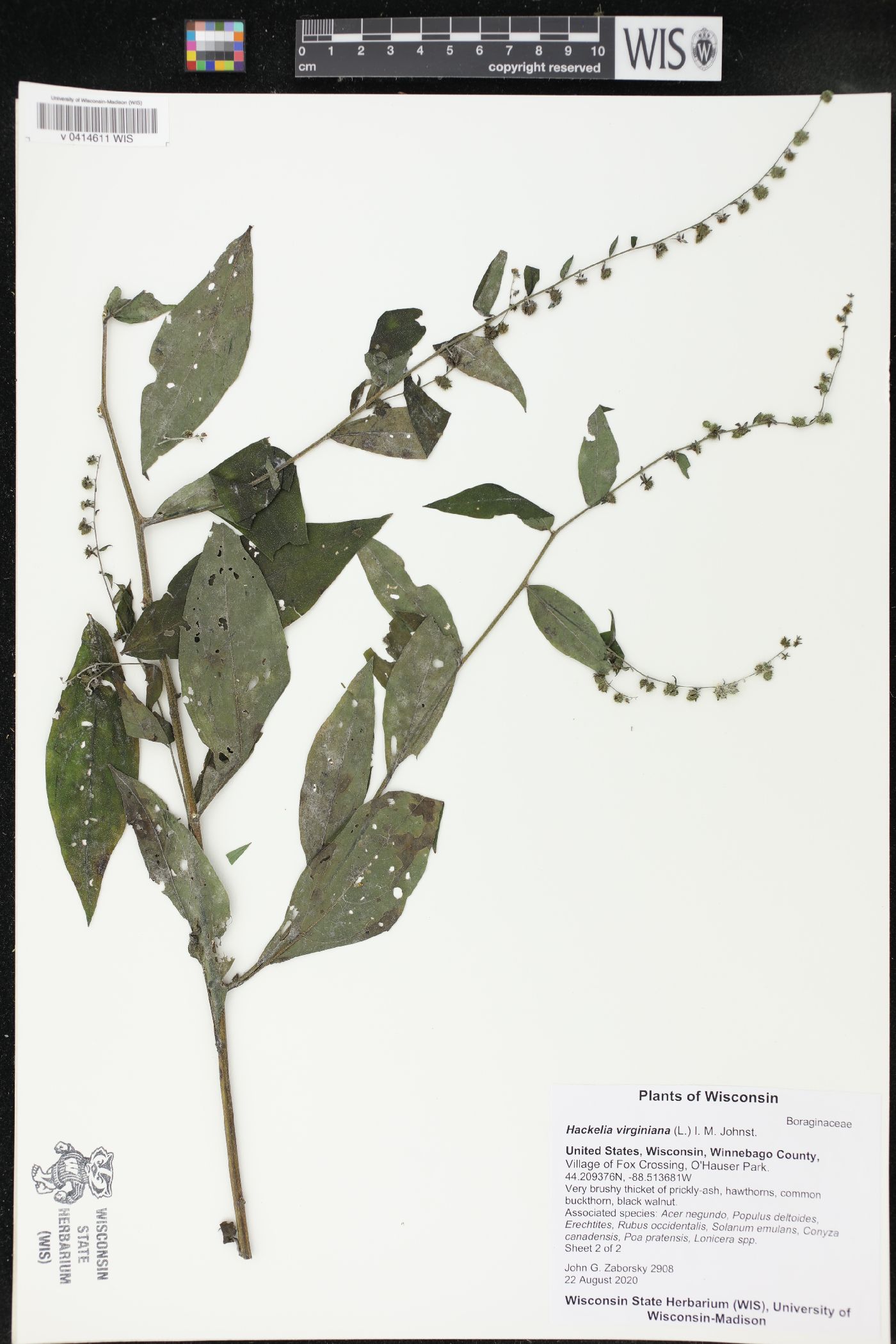 Hackelia virginiana image