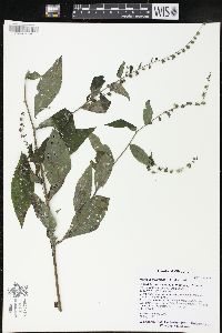 Hackelia virginiana image