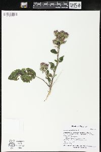 Arctium tomentosum image