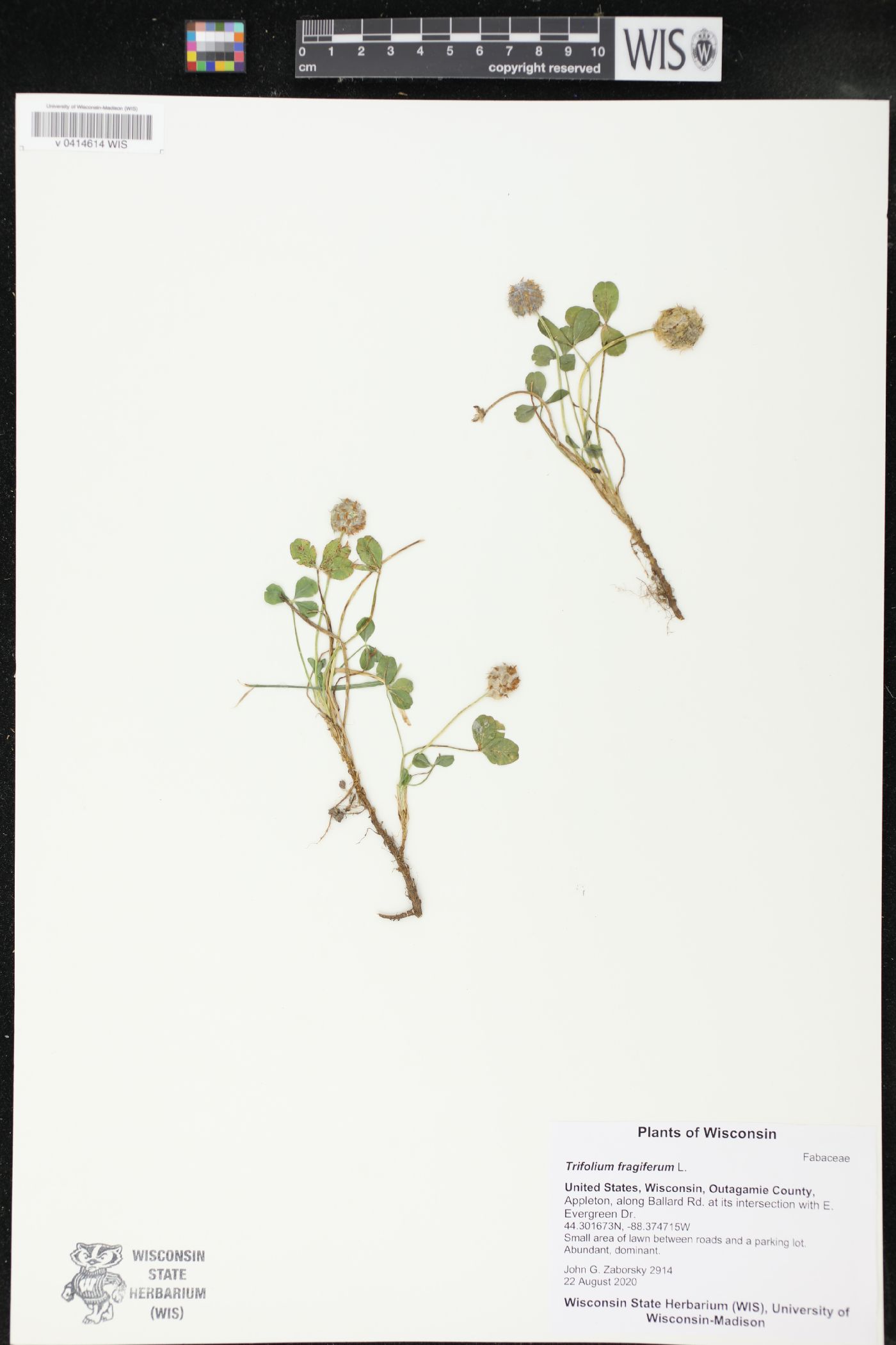 Trifolium fragiferum image