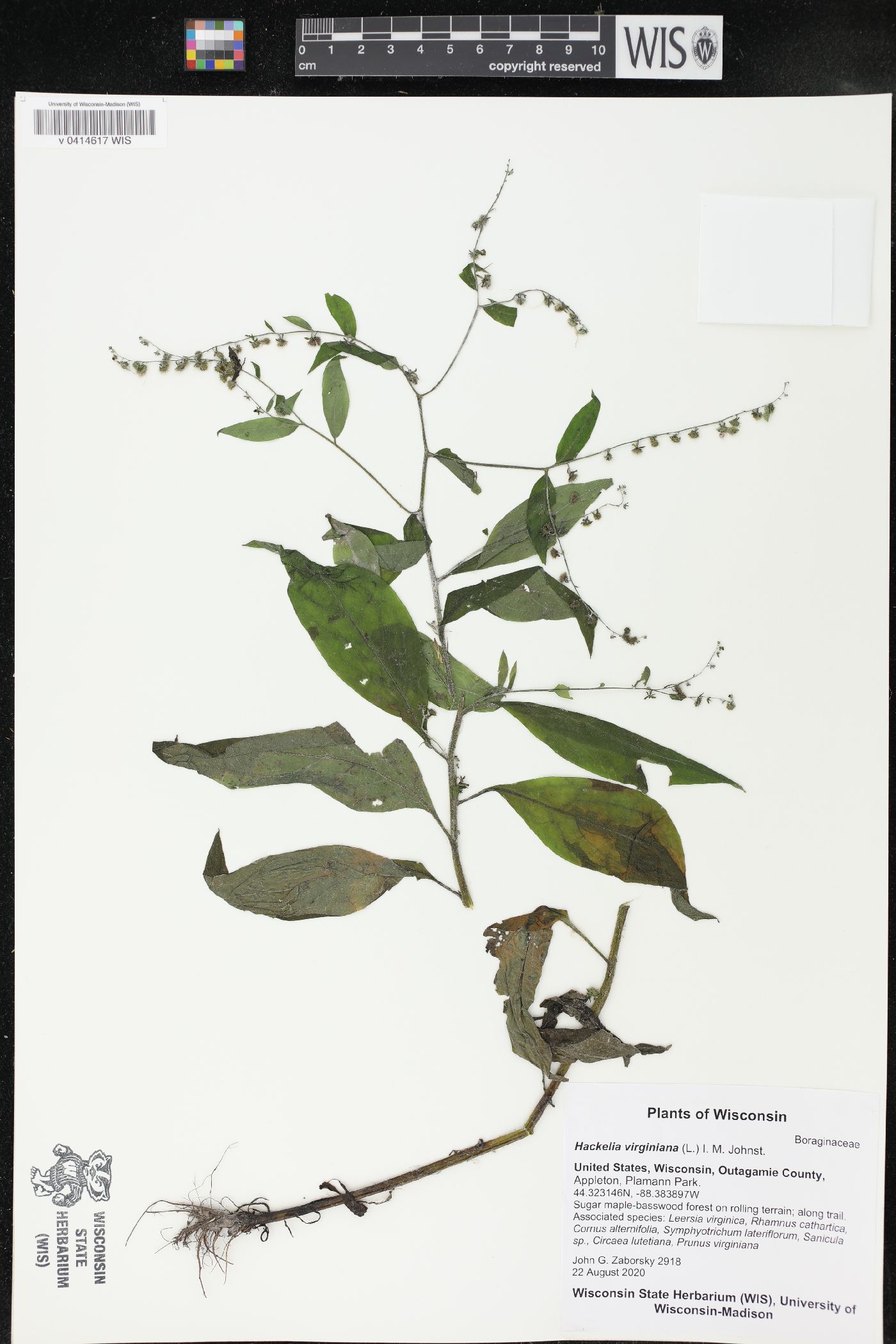 Hackelia virginiana image