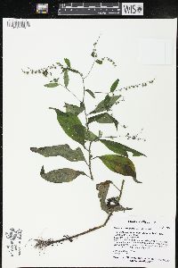 Hackelia virginiana image