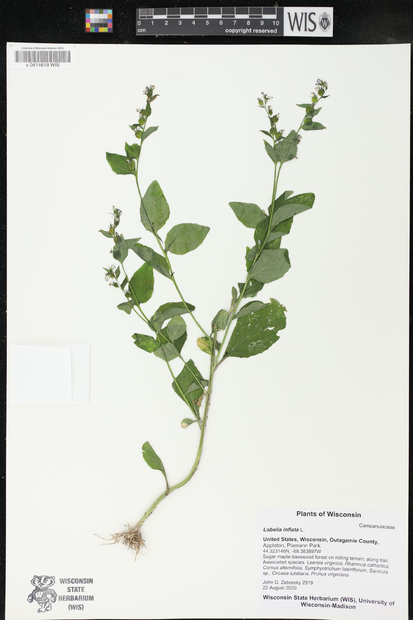 Lobelia inflata image