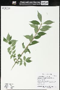 Euonymus alatus image