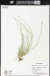 Sporobolus vaginiflorus image