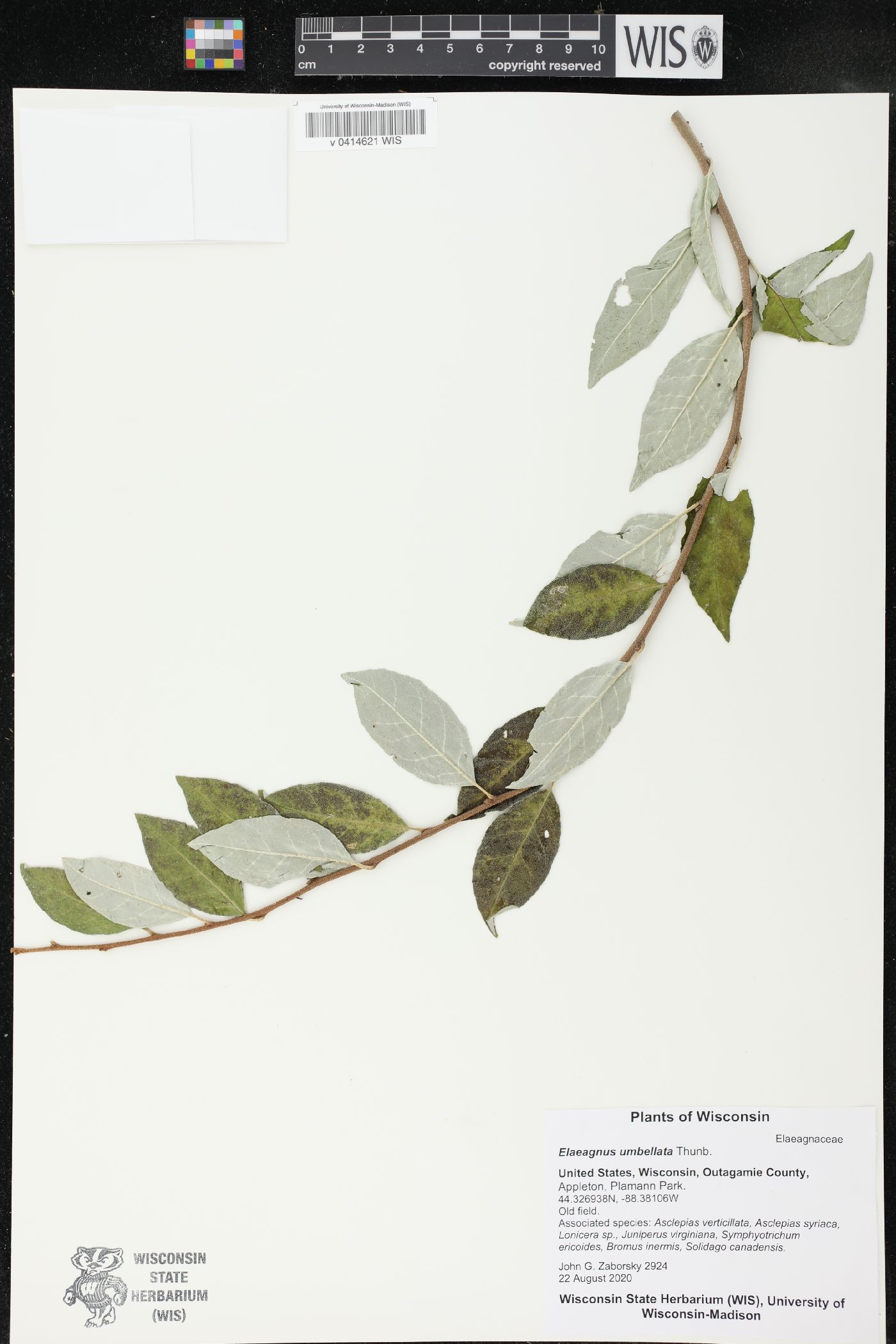 Elaeagnus umbellata image