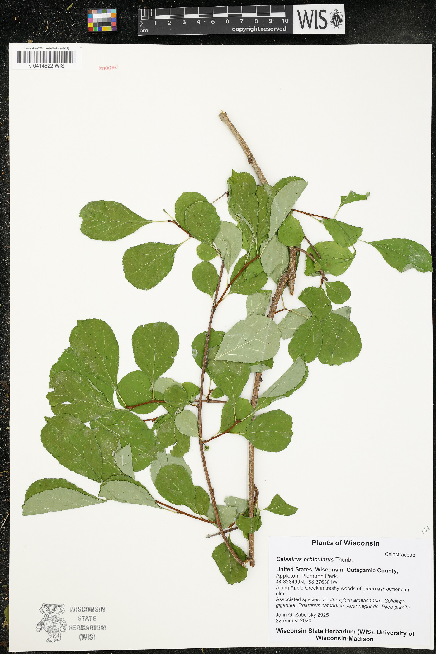 Celastrus orbiculatus image
