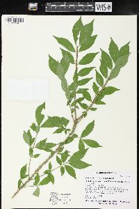 Euonymus alatus image