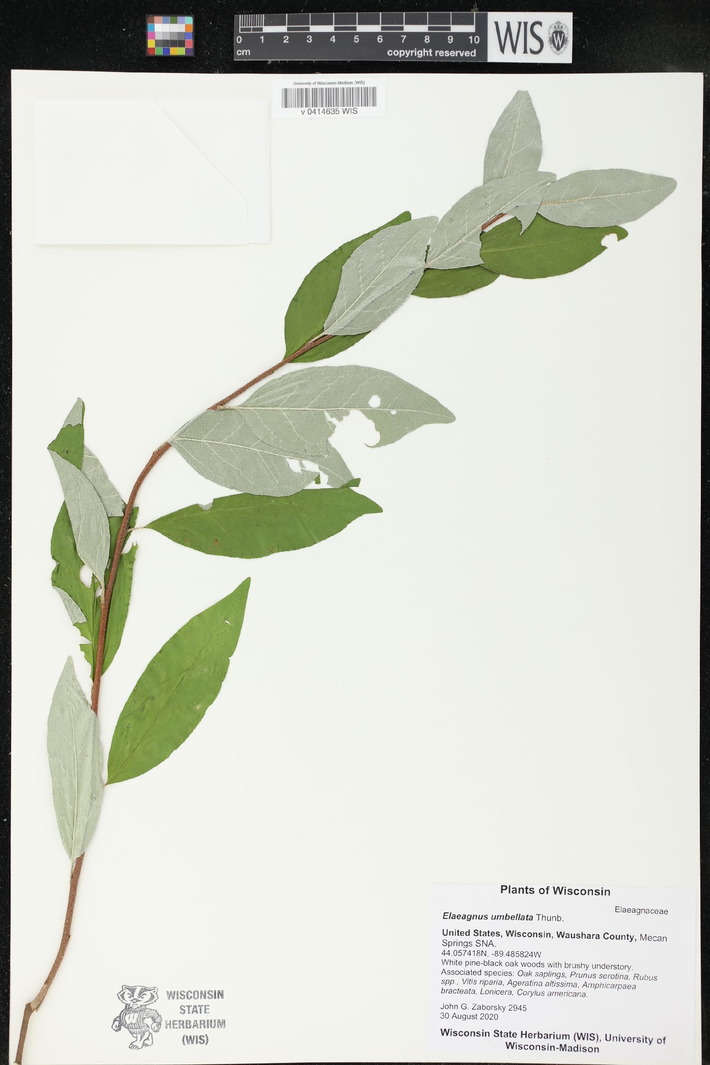 Elaeagnus umbellata image