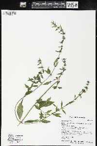 Mentha x gracilis image