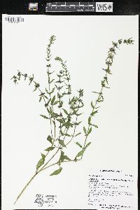 Mentha x gracilis image