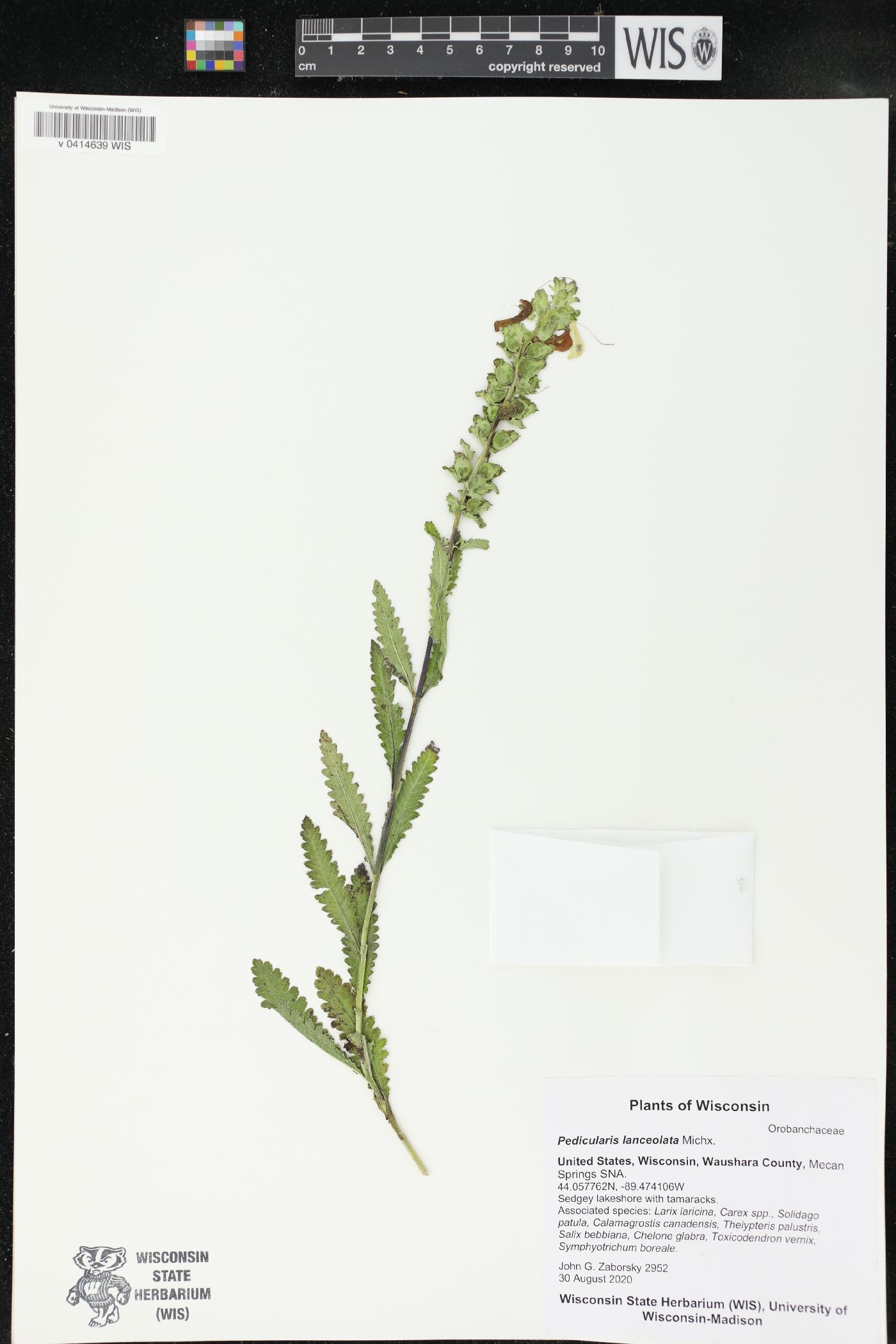 Pedicularis lanceolata image