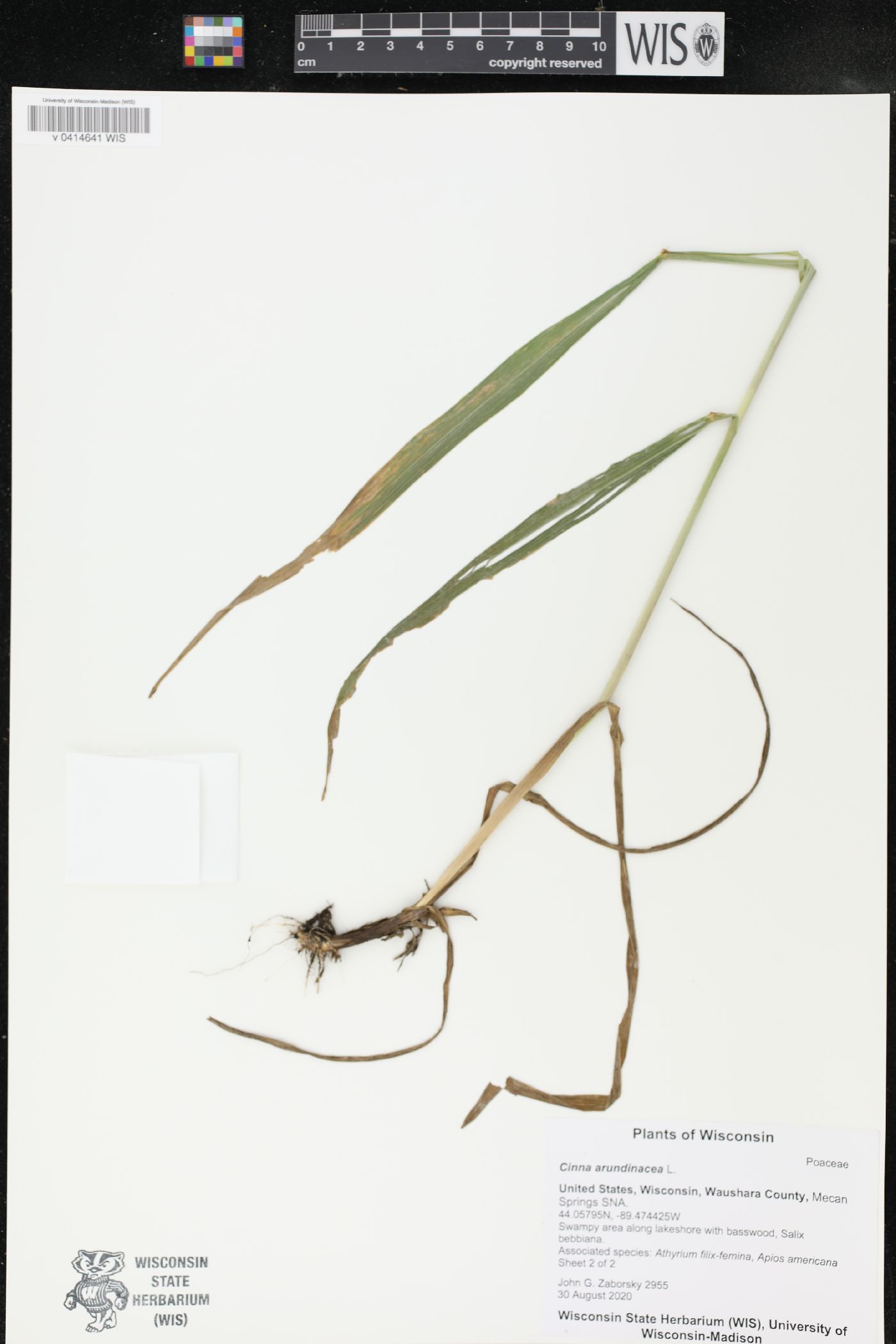 Cinna arundinacea image