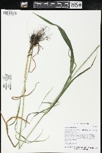 Cinna arundinacea image