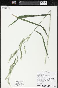 Cinna arundinacea image