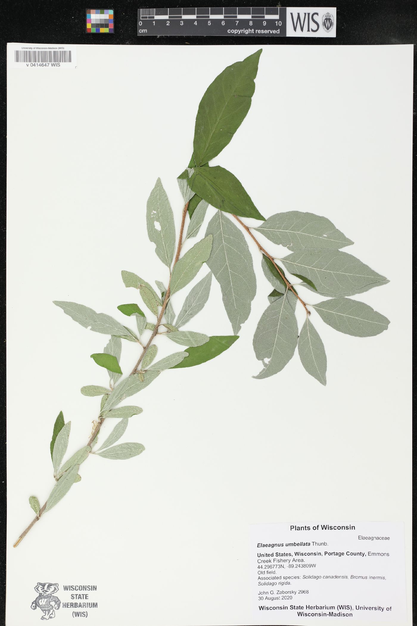Elaeagnus umbellata image