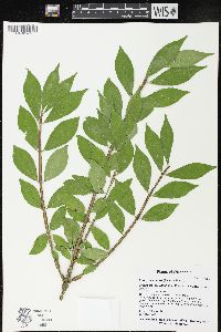 Euonymus alatus image