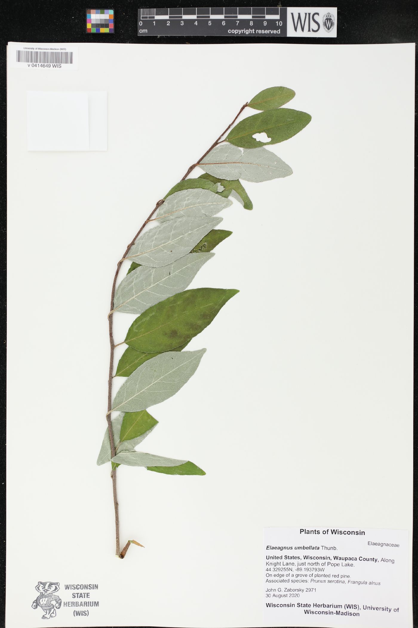 Elaeagnus umbellata image