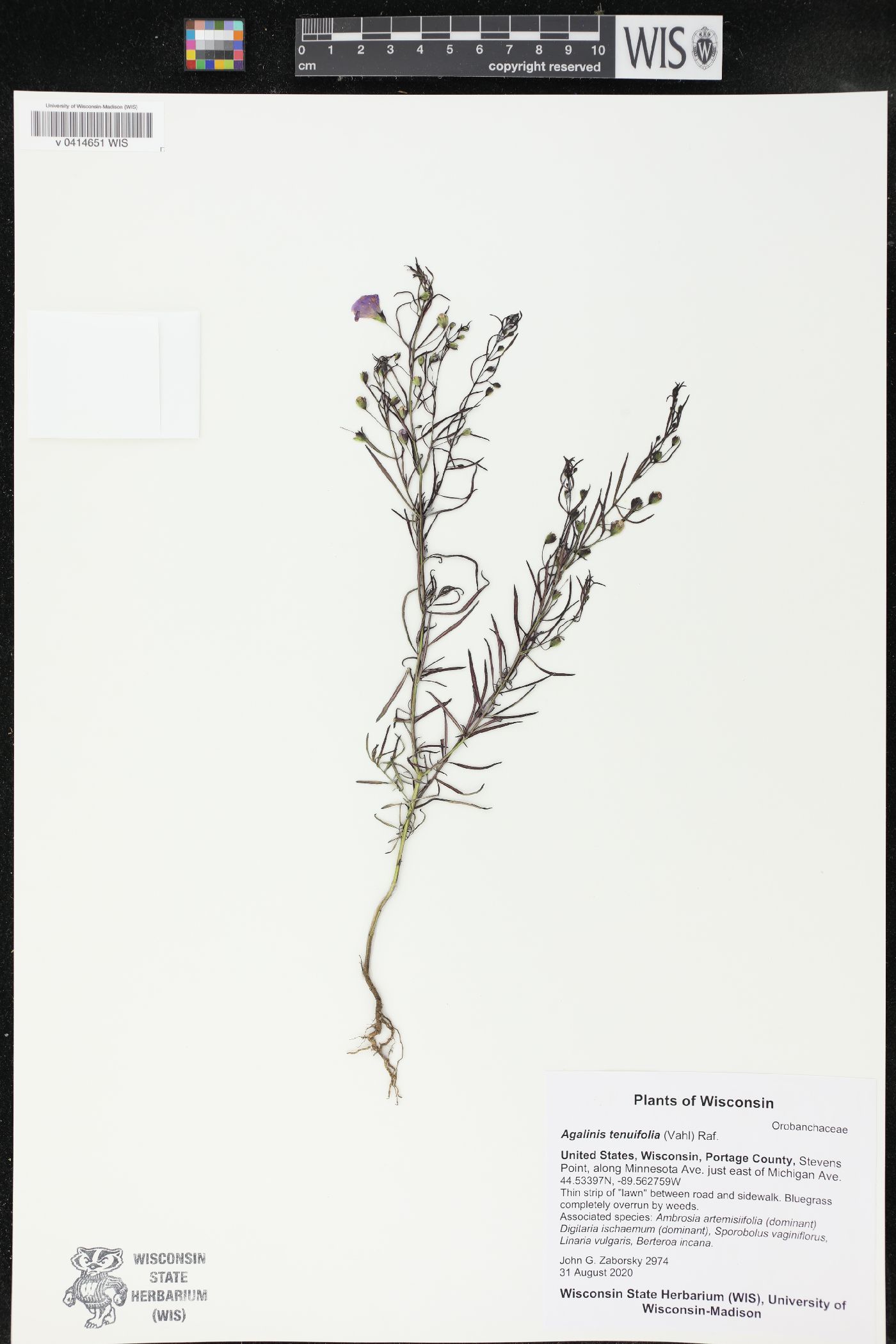 Agalinis tenuifolia image
