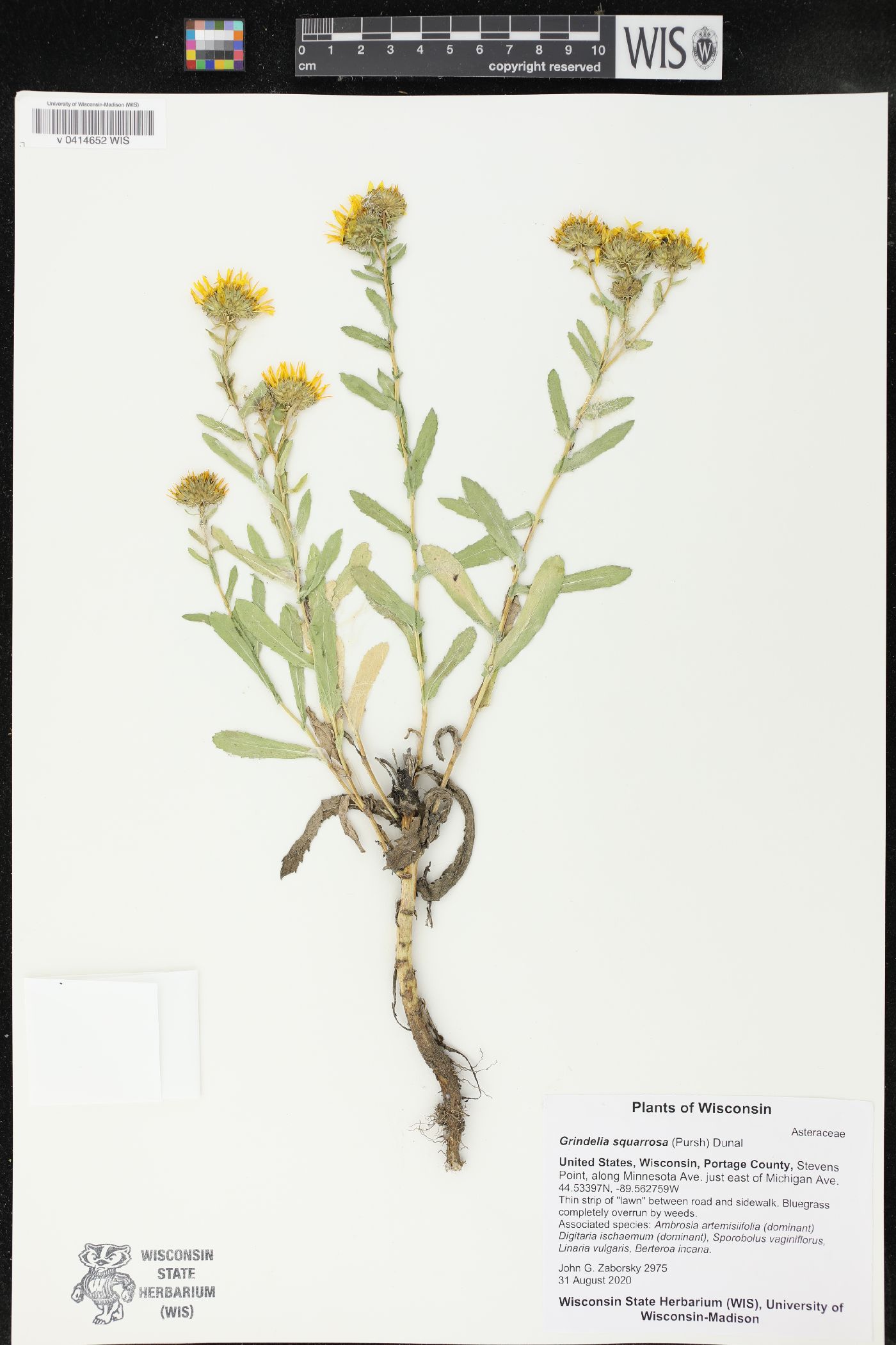 Grindelia squarrosa image