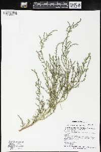 Suaeda calceoliformis image