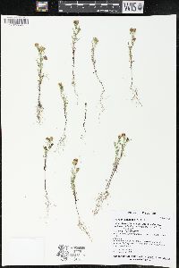 Dyssodia papposa image