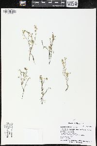 Spergularia salina image