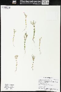 Centaurium pulchellum image