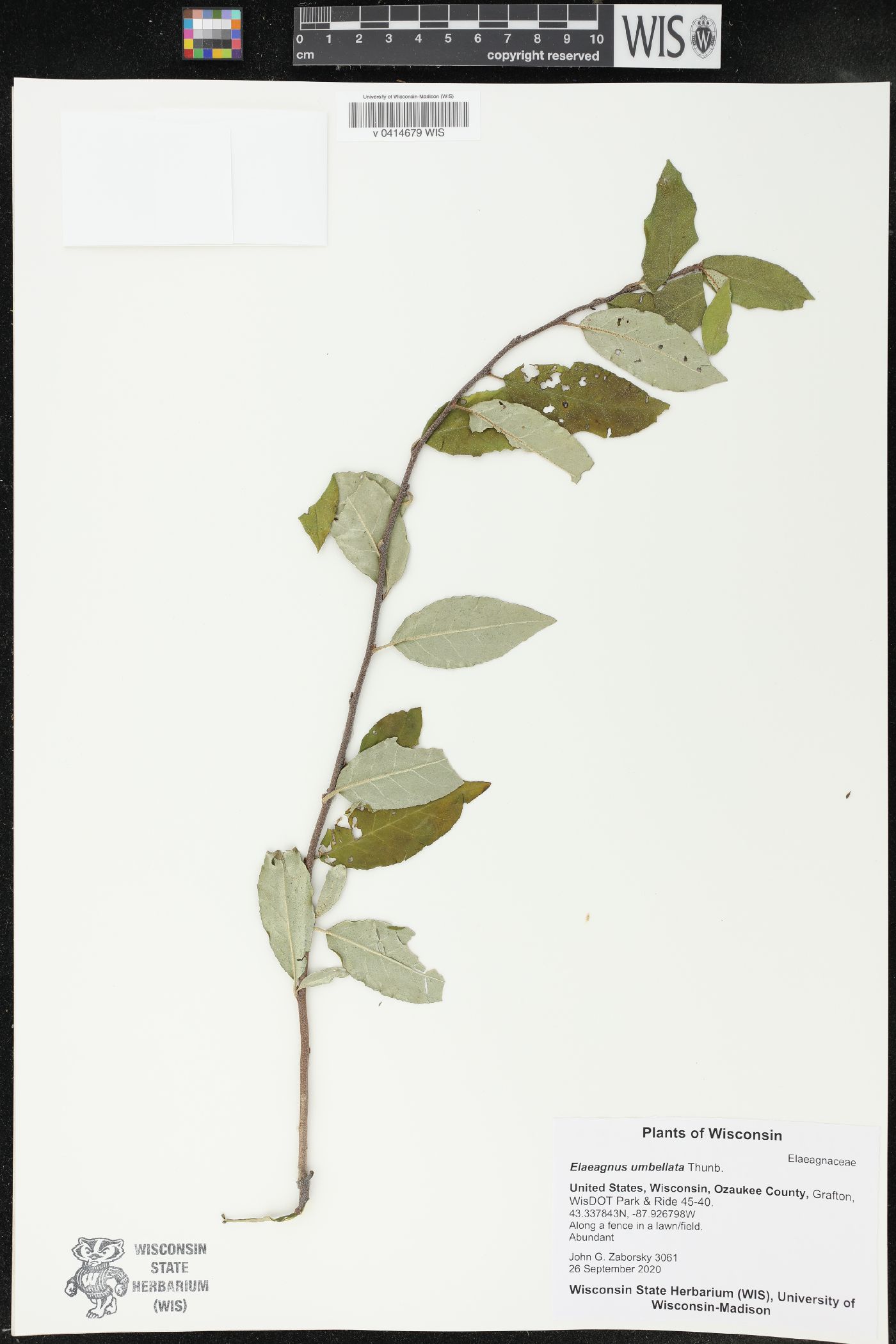 Elaeagnus umbellata image