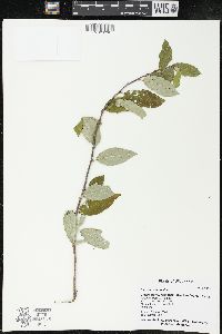 Elaeagnus umbellata image