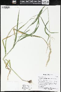 Cinna arundinacea image