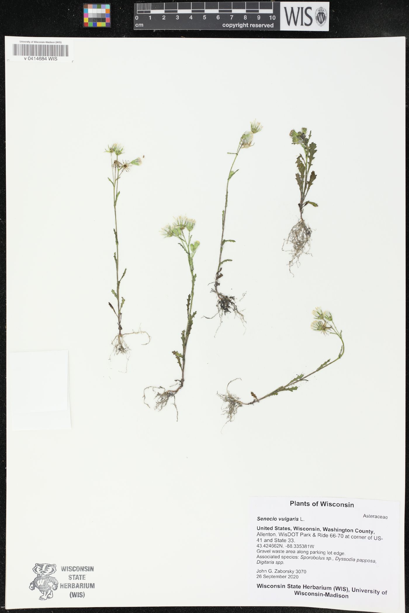 Senecio vulgaris image