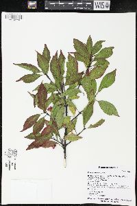 Euonymus europaeus image