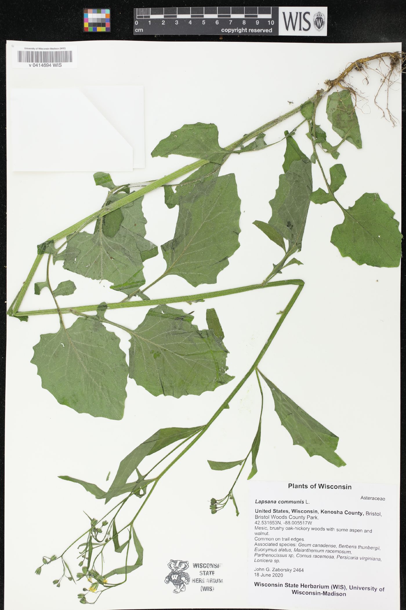 Lapsana communis image