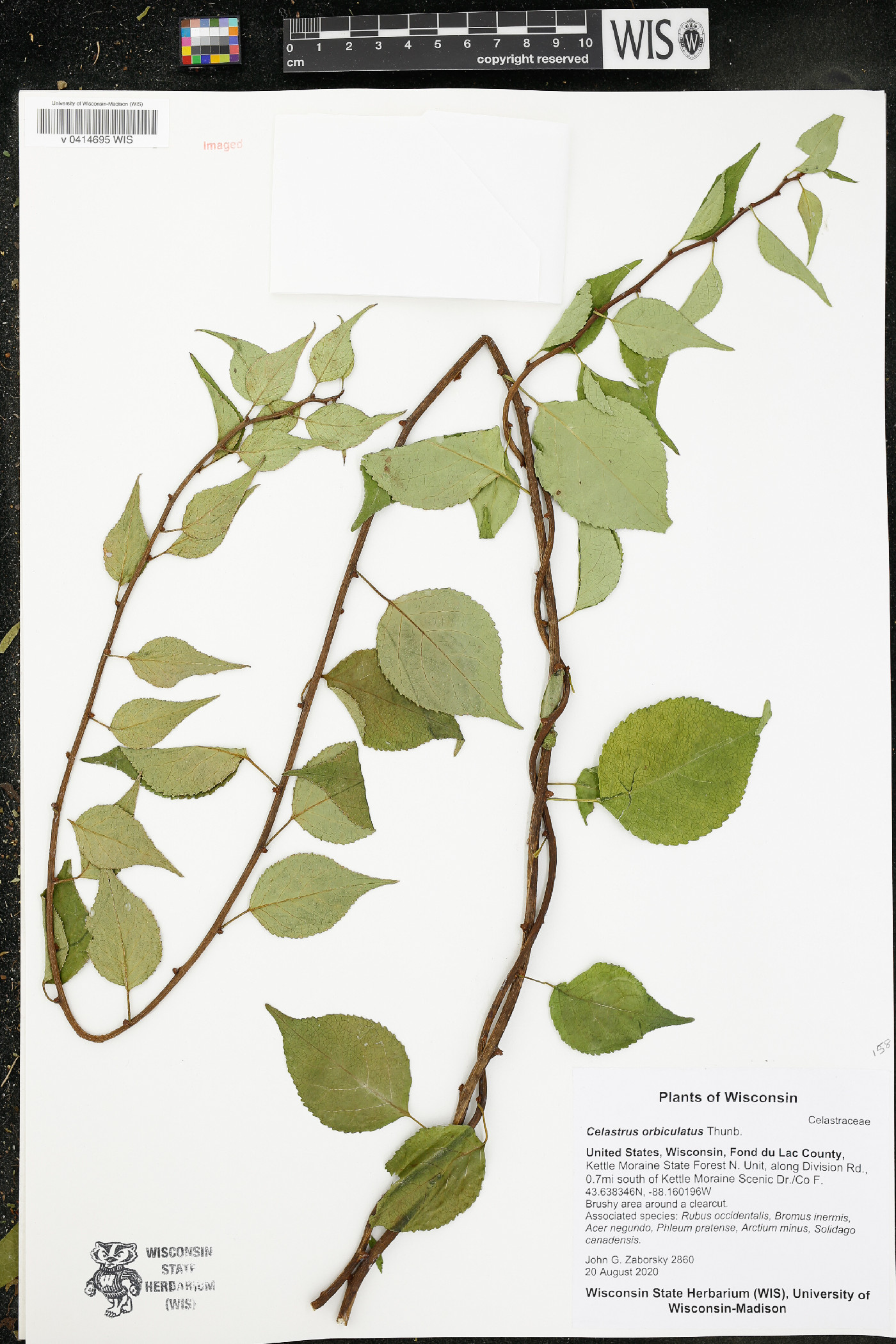 Celastrus orbiculatus image