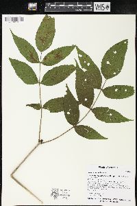 Fraxinus nigra image