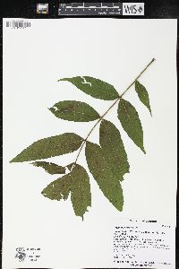 Fraxinus nigra image