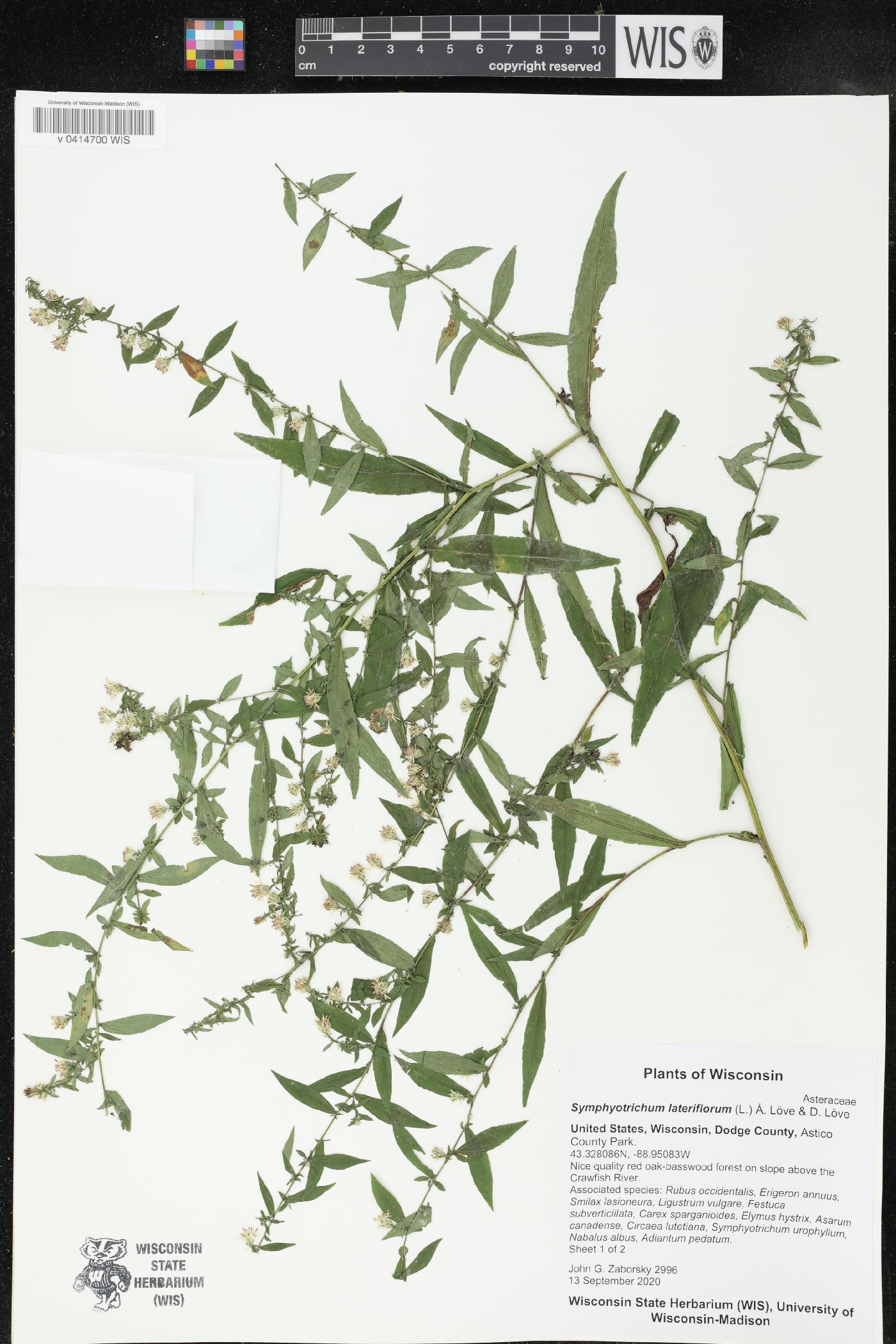 Symphyotrichum lateriflorum image