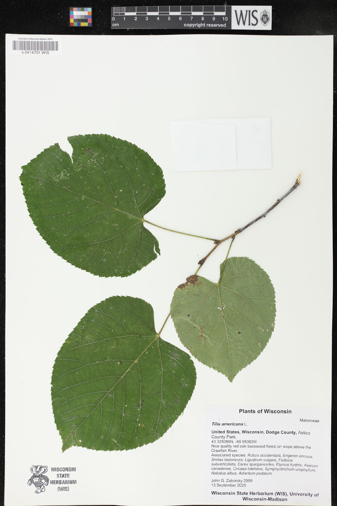 Tilia americana image
