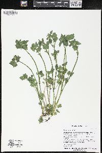 Lamium purpureum image