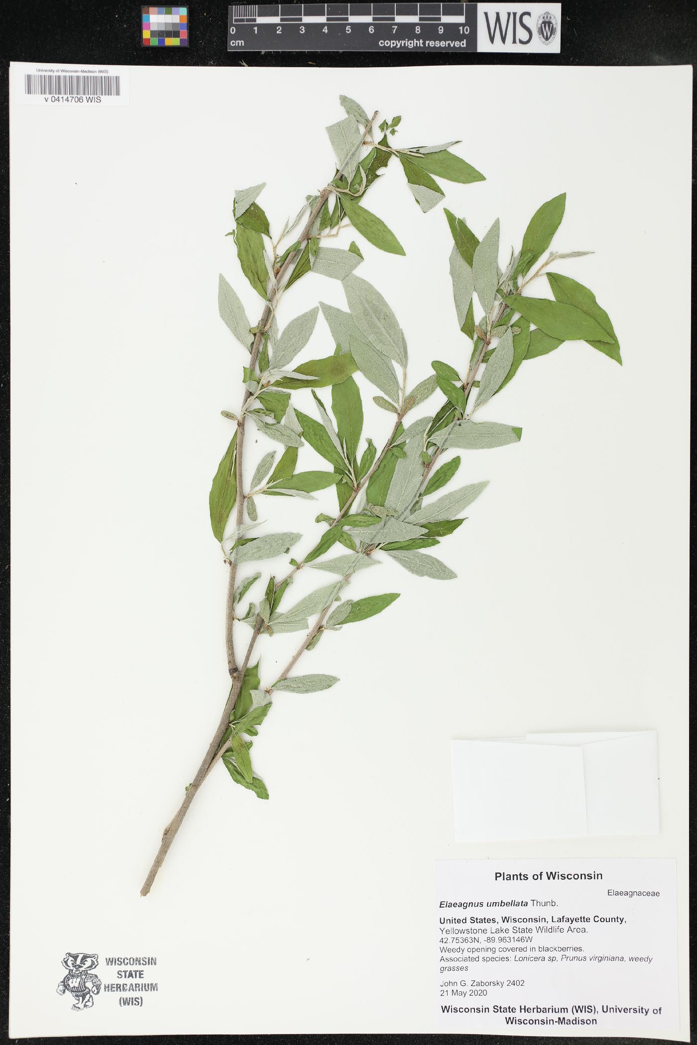 Elaeagnus umbellata image
