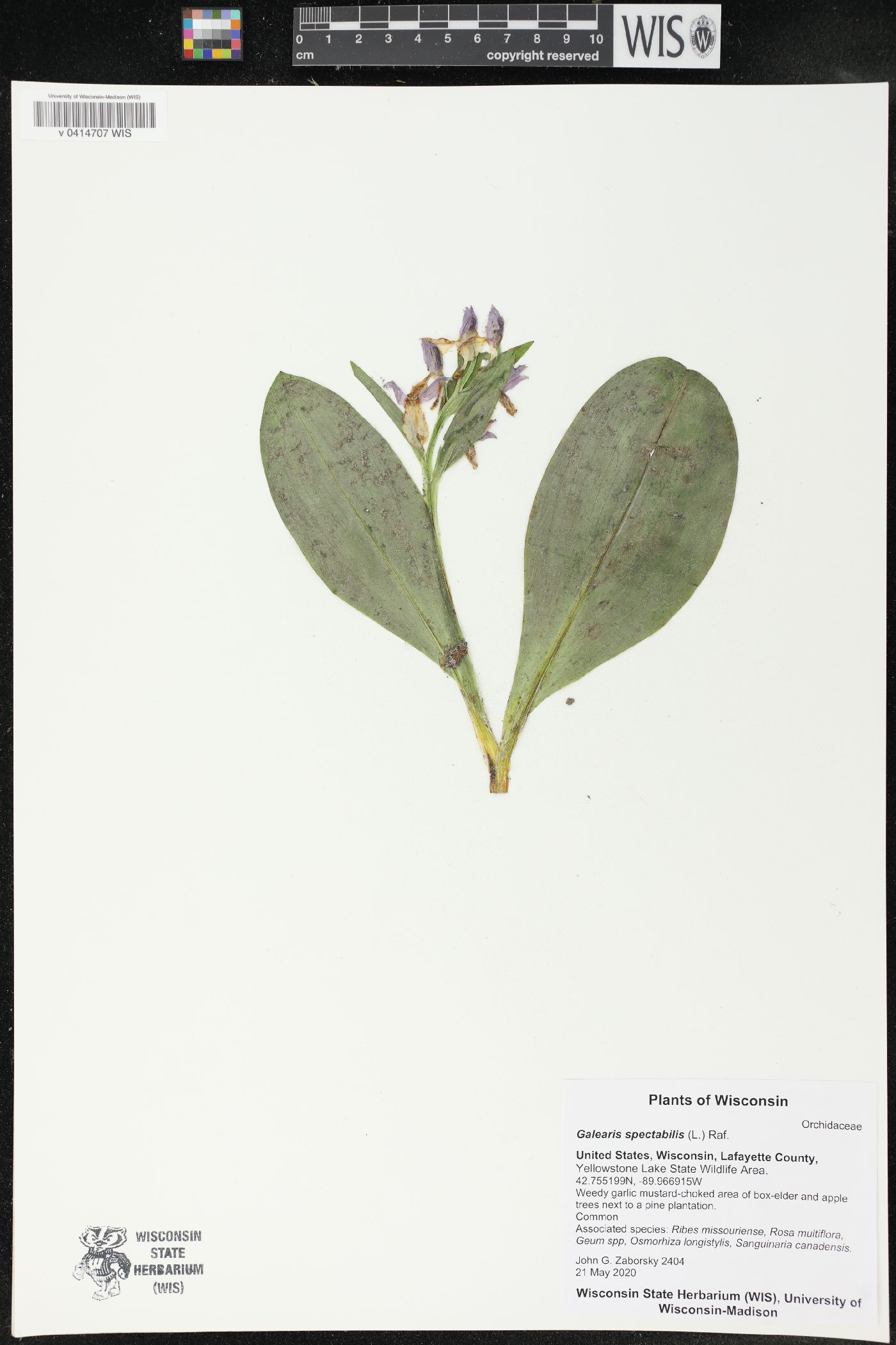 Galearis spectabilis image